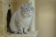 BRITISH SHORTHAIR 015